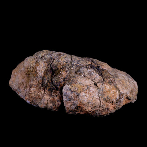 5.7" Pachycephalosaurus Fossil Skull Dome Lance Creek WY Cretaceous Dinosaur COA - Fossil Age Minerals