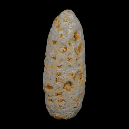 1.9" Fossil Pine Cone Equicalastrobus Replaced By Agate Eocene Age Seeds Fruit