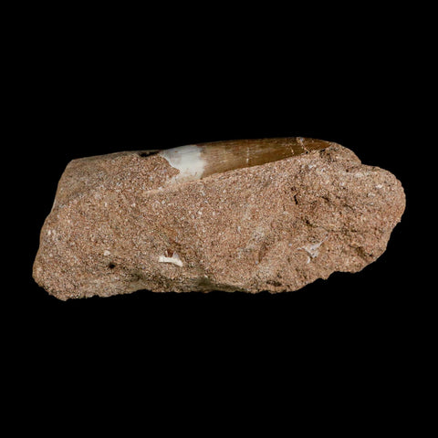 1.8" Plesiosaur Zarafasaura Tooth Fossil In Matrix Cretaceous Dinosaur Era COA - Fossil Age Minerals