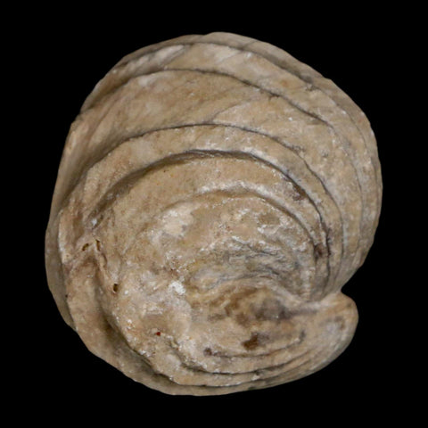 1.5" Burmirhynchia Decorata Brachiopod Fossil Jurassic Age Ardenes France