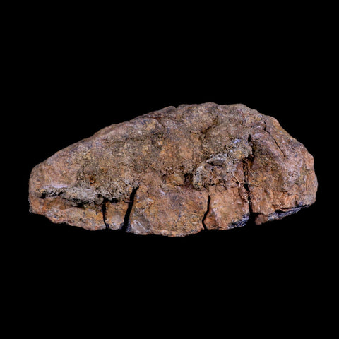 5.7" Pachycephalosaurus Fossil Skull Dome Lance Creek WY Cretaceous Dinosaur COA - Fossil Age Minerals