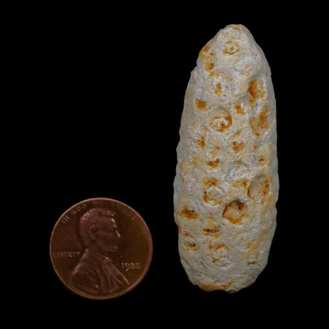1.9" Fossil Pine Cone Equicalastrobus Replaced By Agate Eocene Age Seeds Fruit