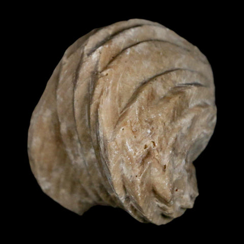 1.5" Burmirhynchia Decorata Brachiopod Fossil Jurassic Age Ardenes France