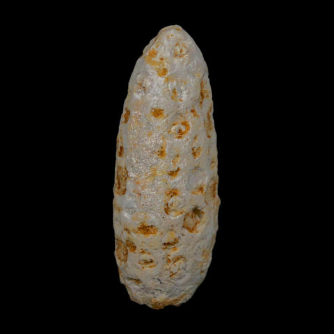 1.9" Fossil Pine Cone Equicalastrobus Replaced By Agate Eocene Age Seeds Fruit