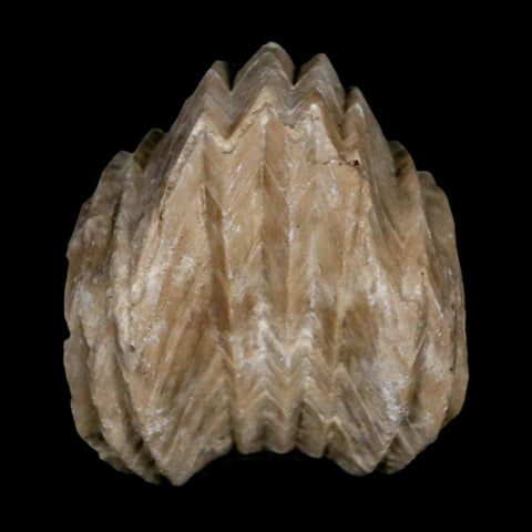 1.5" Burmirhynchia Decorata Brachiopod Fossil Jurassic Age Ardenes France