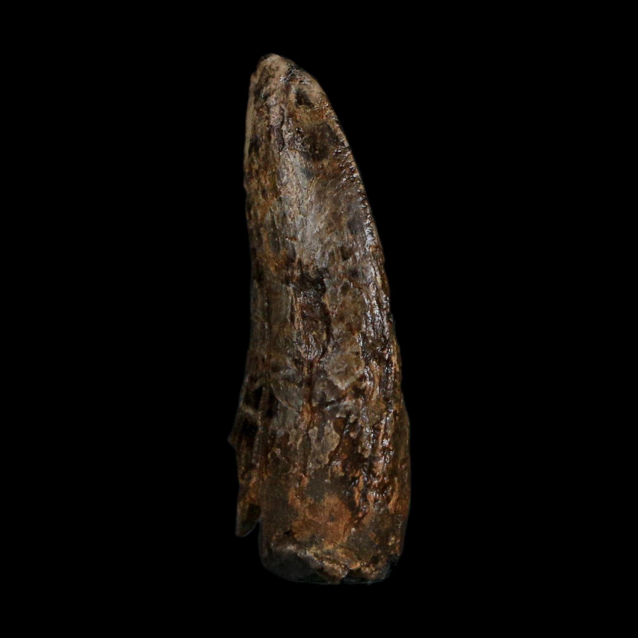 1.1" Tyrannosaurus Rex Fossil Tooth Hell Creek Cretaceous Dinosaur MT COA Display