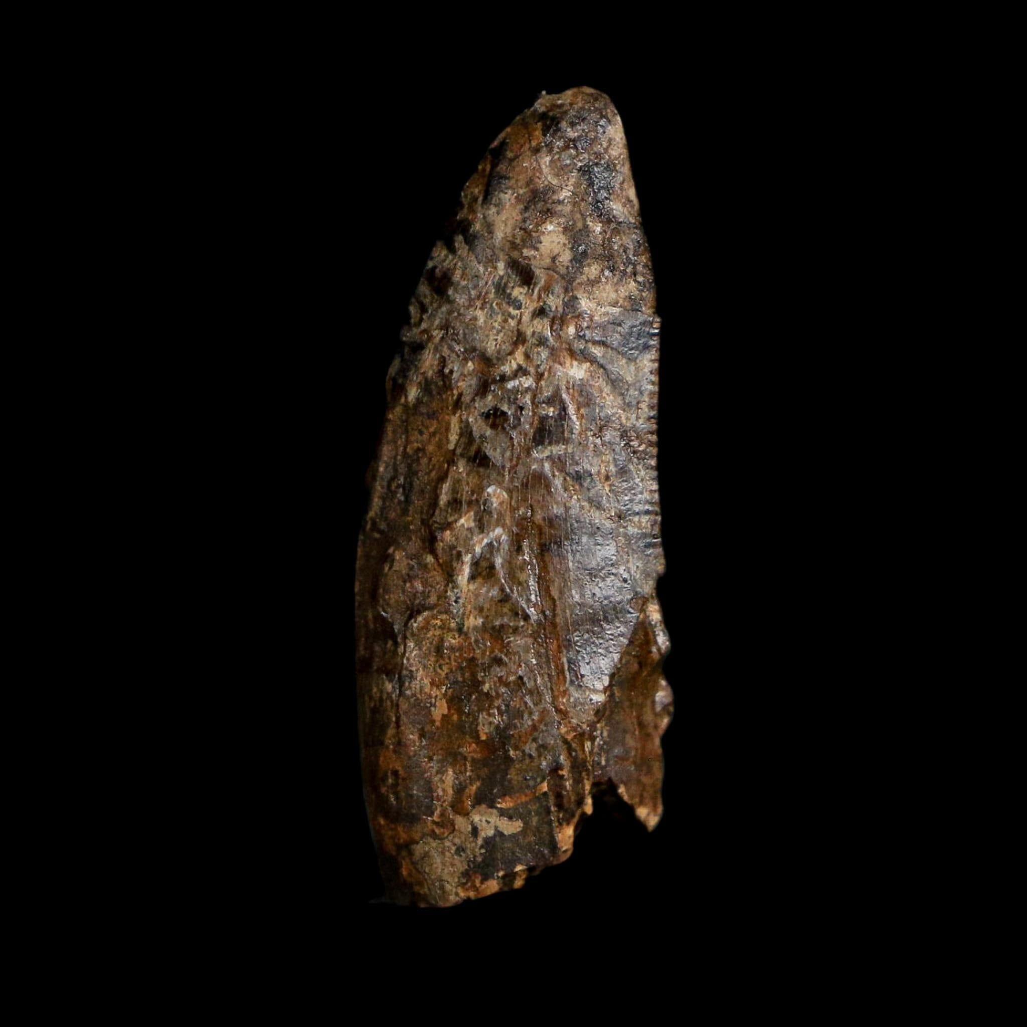 1.1" Tyrannosaurus Rex Fossil Tooth Hell Creek Cretaceous Dinosaur MT COA Display