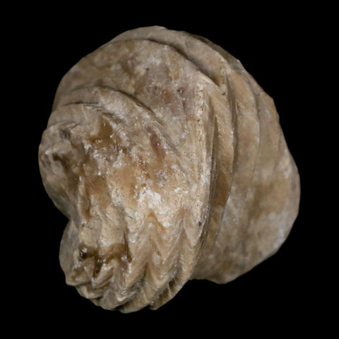 1.5" Burmirhynchia Decorata Brachiopod Fossil Jurassic Age Ardenes France