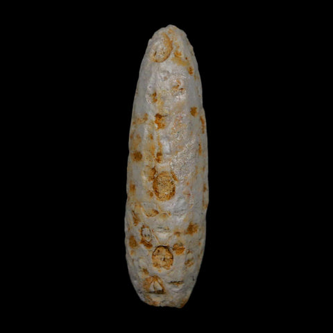 1.9" Fossil Pine Cone Equicalastrobus Replaced By Agate Eocene Age Seeds Fruit
