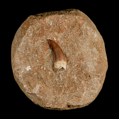 1.2" Plesiosaur Zarafasaura Tooth Fossil In Matrix Cretaceous Dinosaur Era COA