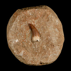 Elasmosaurus Fossil Collection