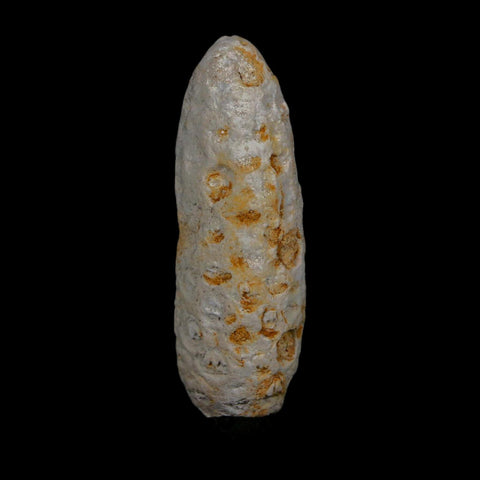 1.9" Fossil Pine Cone Equicalastrobus Replaced By Agate Eocene Age Seeds Fruit