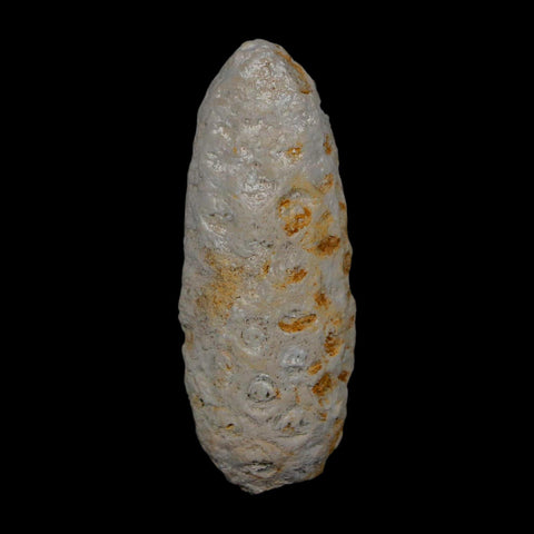 1.9" Fossil Pine Cone Equicalastrobus Replaced By Agate Eocene Age Seeds Fruit