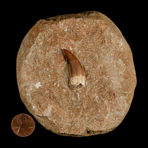 1.2" Plesiosaur Zarafasaura Tooth Fossil In Matrix Cretaceous Dinosaur Era COA - Fossil Age Minerals