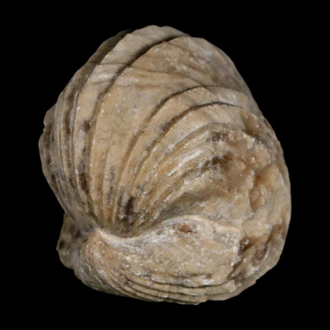 1.5" Burmirhynchia Decorata Brachiopod Fossil Jurassic Age Ardenes France