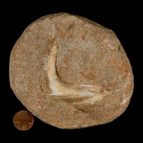 XL 2.7" Saber Toothed Herring Fossil Fang Tooth Enchodus Libycus Cretaceous Age COA - Fossil Age Minerals