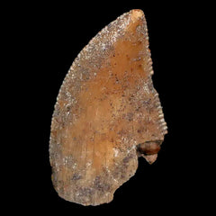 Majungasaurus Fossils