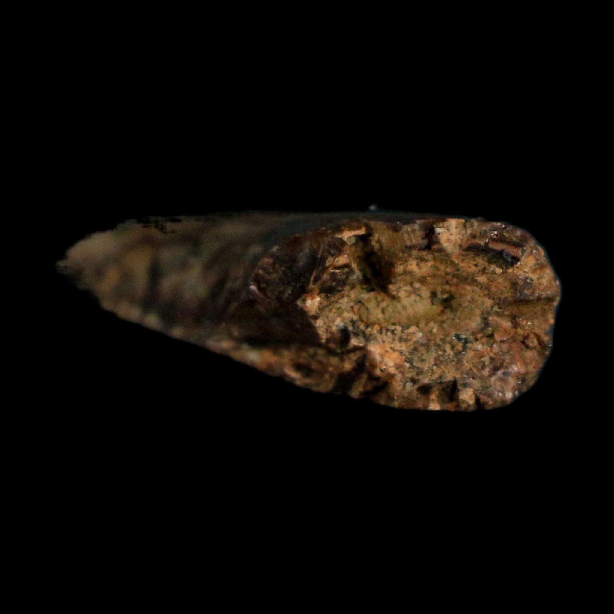 1.1" Tyrannosaurus Rex Fossil Tooth Hell Creek Cretaceous Dinosaur MT COA Display