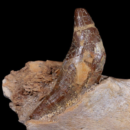 2.3" Basilosaurus Jaw Section Tooth 40-34 Mil Yrs Old Eocene COA