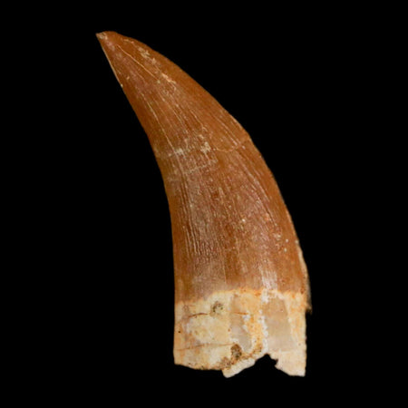 1.2" Plesiosaur Zarafasaura Tooth Fossil In Matrix Cretaceous Dinosaur Era COA