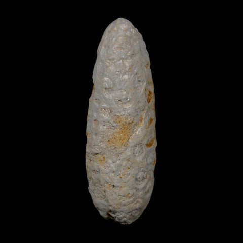 1.9" Fossil Pine Cone Equicalastrobus Replaced By Agate Eocene Age Seeds Fruit