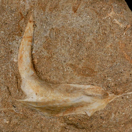 XL 2.7" Saber Toothed Herring Fossil Fang Tooth Enchodus Libycus Cretaceous Age COA