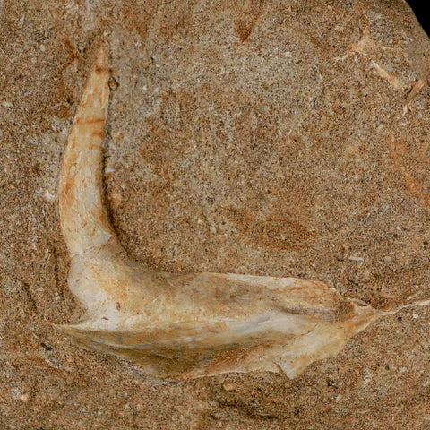 XL 2.7" Saber Toothed Herring Fossil Fang Tooth Enchodus Libycus Cretaceous Age COA - Fossil Age Minerals
