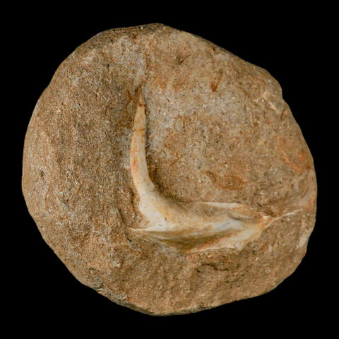 XL 2.7" Saber Toothed Herring Fossil Fang Tooth Enchodus Libycus Cretaceous Age COA - Fossil Age Minerals