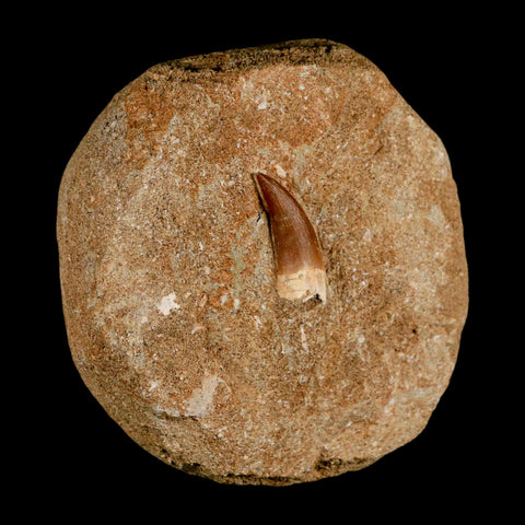1.2" Plesiosaur Zarafasaura Tooth Fossil In Matrix Cretaceous Dinosaur Era COA - Fossil Age Minerals