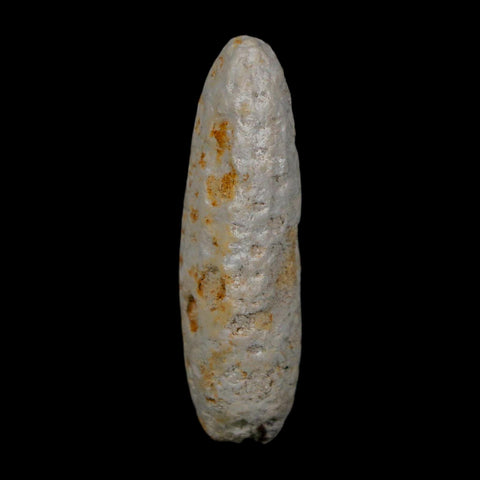 1.9" Fossil Pine Cone Equicalastrobus Replaced By Agate Eocene Age Seeds Fruit