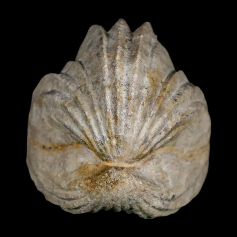 1.5" Burmirhynchia Decorata Brachiopod Fossil Jurassic Age Ardenes France