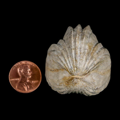 1.5" Burmirhynchia Decorata Brachiopod Fossil Jurassic Age Ardenes France