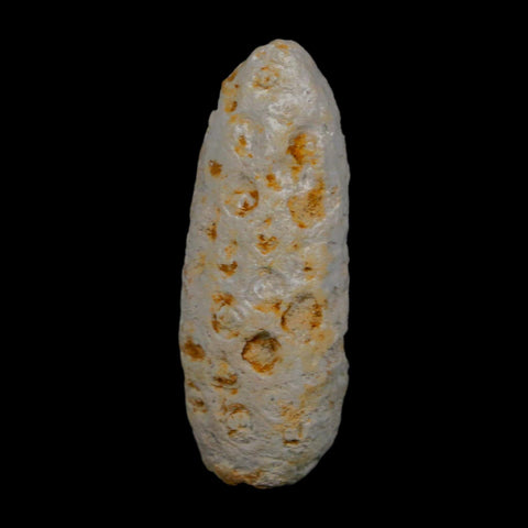 1.9" Fossil Pine Cone Equicalastrobus Replaced By Agate Eocene Age Seeds Fruit