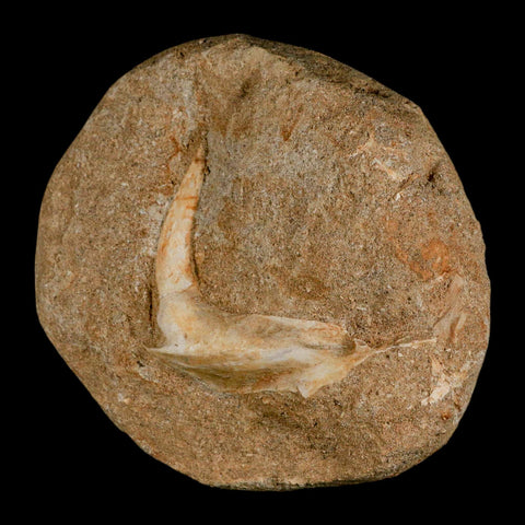 XL 2.7" Saber Toothed Herring Fossil Fang Tooth Enchodus Libycus Cretaceous Age COA - Fossil Age Minerals