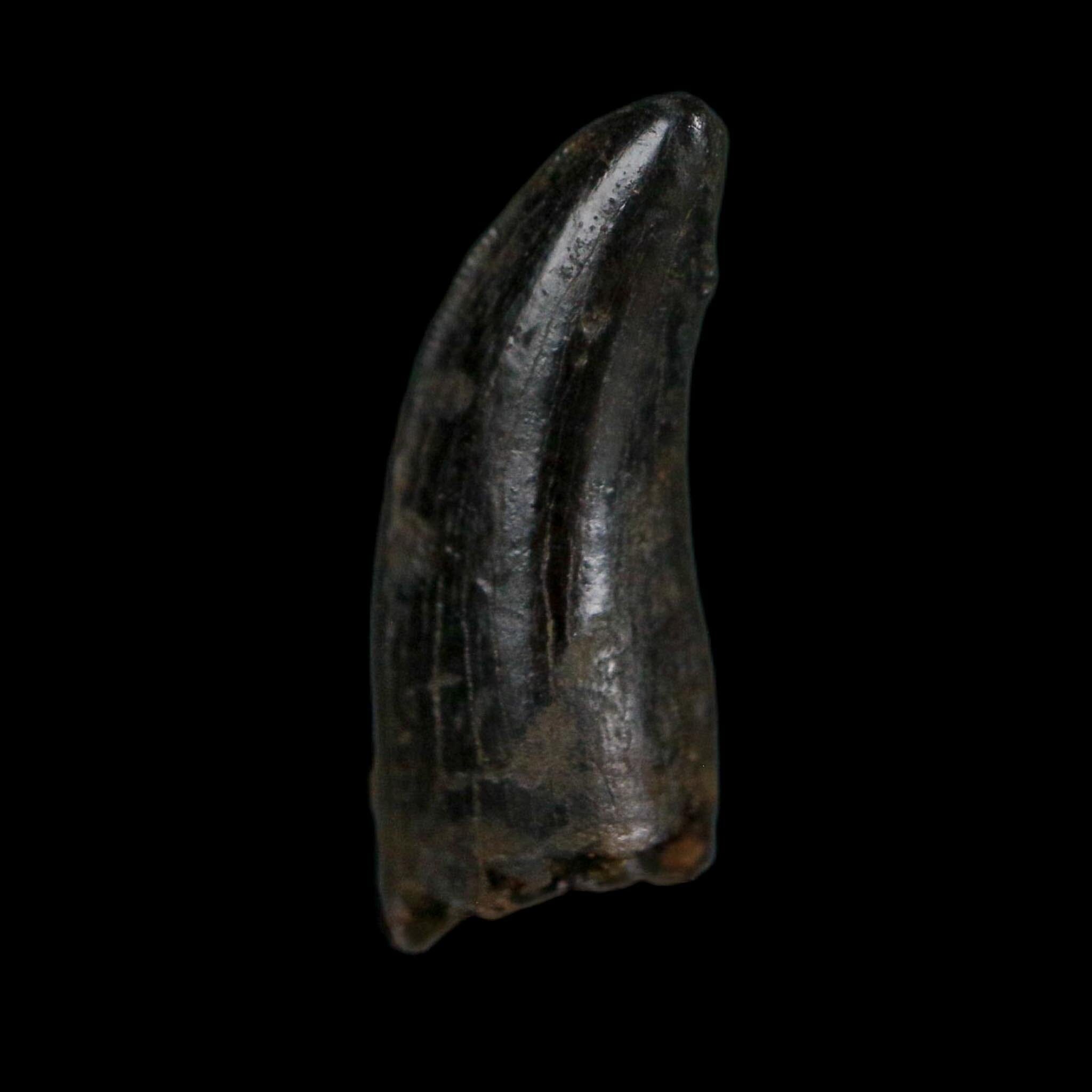 0.7" Tyrannosaurus Rex Fossil Tooth Hell Creek Cretaceous Dinosaur MT COA Display