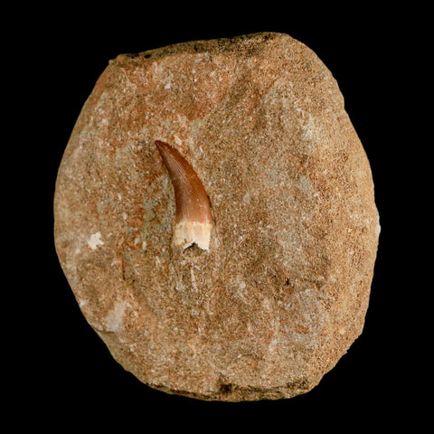 1.2" Plesiosaur Zarafasaura Tooth Fossil In Matrix Cretaceous Dinosaur Era COA - Fossil Age Minerals