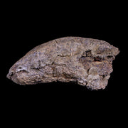 4.4" Pachycephalosaurus Fossil Skull Spike Lance Creek WY Cretaceous Dinosaur COA