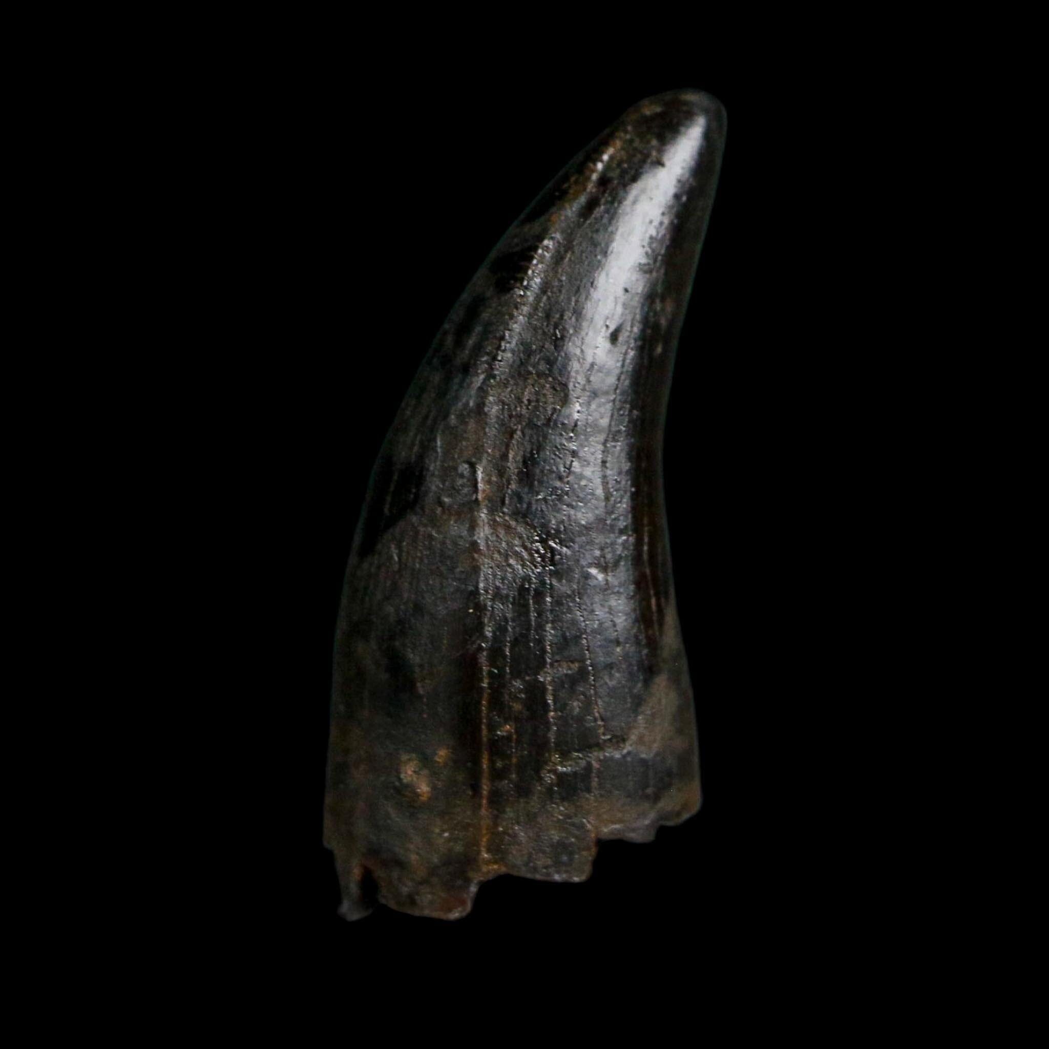 0.7" Tyrannosaurus Rex Fossil Tooth Hell Creek Cretaceous Dinosaur MT COA Display
