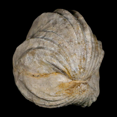 1.5" Burmirhynchia Decorata Brachiopod Fossil Jurassic Age Ardenes France