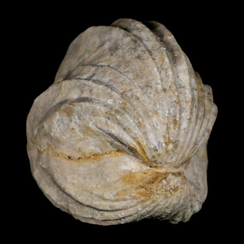 1.5" Burmirhynchia Decorata Brachiopod Fossil Jurassic Age Ardenes France