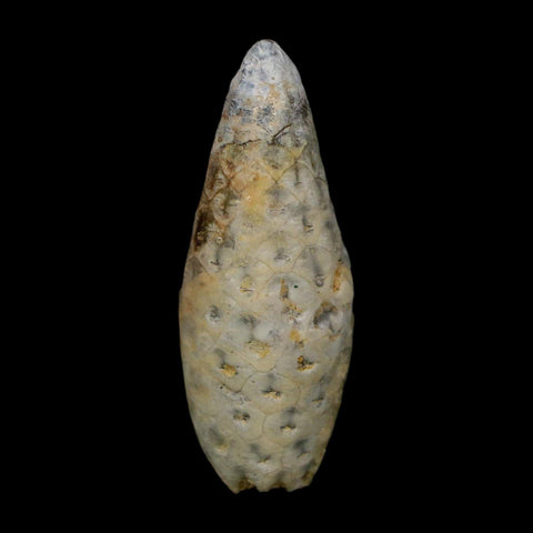 1.8" Fossil Pine Cone Equicalastrobus Replaced By Agate Eocene Age Seeds Fruit
