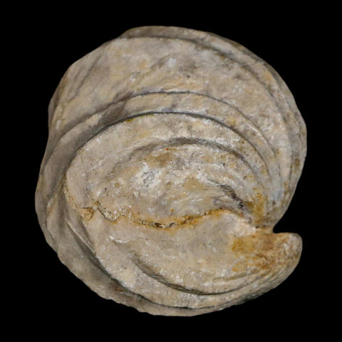 1.5" Burmirhynchia Decorata Brachiopod Fossil Jurassic Age Ardenes France