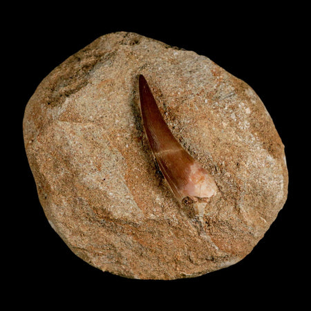 XL 2.2" Plesiosaur Zarafasaura Tooth Fossil In Matrix Cretaceous Dinosaur Era COA