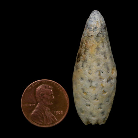 1.8" Fossil Pine Cone Equicalastrobus Replaced By Agate Eocene Age Seeds Fruit