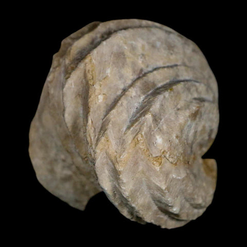 1.5" Burmirhynchia Decorata Brachiopod Fossil Jurassic Age Ardenes France