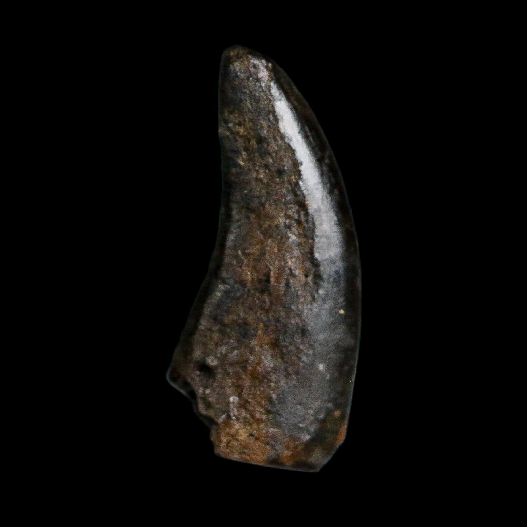 0.7" Tyrannosaurus Rex Fossil Tooth Hell Creek Cretaceous Dinosaur MT COA Display