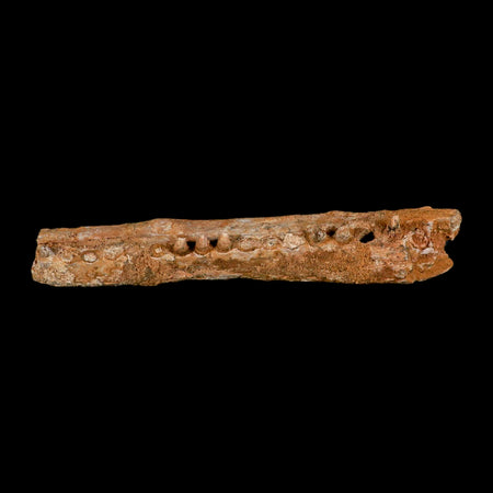 5.8" Aidachar pankowskii Fossil Teeth Jaw Section Ray-Finned Fish Cretaceous Age