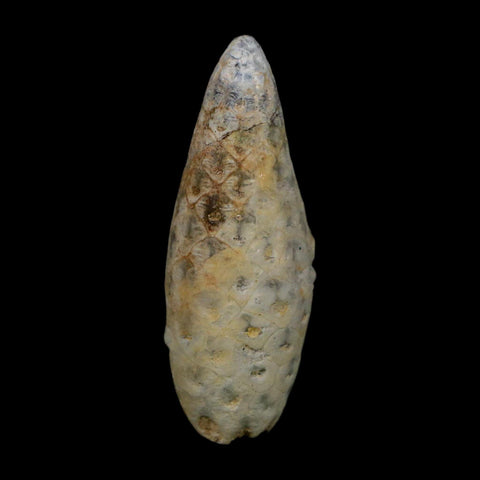 1.8" Fossil Pine Cone Equicalastrobus Replaced By Agate Eocene Age Seeds Fruit