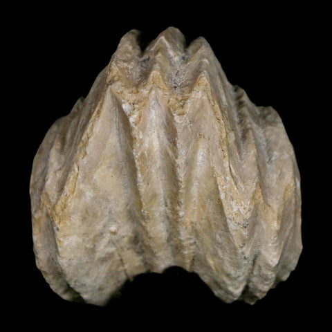 1.5" Burmirhynchia Decorata Brachiopod Fossil Jurassic Age Ardenes France