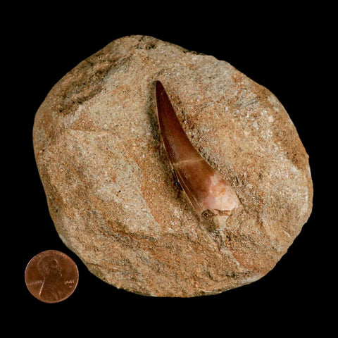 XL 2.2" Plesiosaur Zarafasaura Tooth Fossil In Matrix Cretaceous Dinosaur Era COA - Fossil Age Minerals